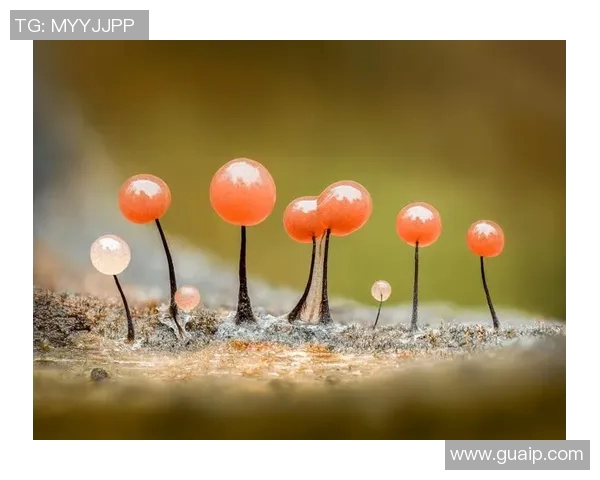 一肘之力：探寻生活中微小改变带来的巨大影响