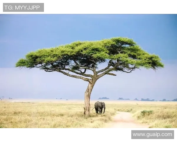 肯尼亚与坦桑尼亚的文化碰撞与经济合作新机遇探讨